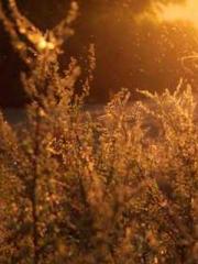 The Taoist nun was f