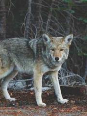 Shen Ning Ran Bao Ji