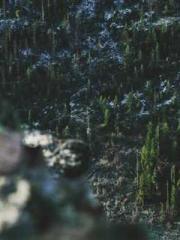 Rebirth of the Urban