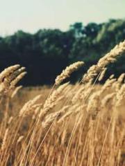 The Return of the Go