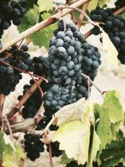 High School Campus S