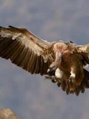 lt;Heavenly Fire Dyn