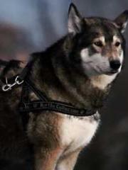 First Era, Dragon Lo