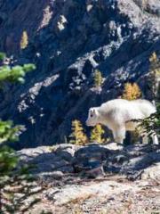 Grave Robbing: Openi